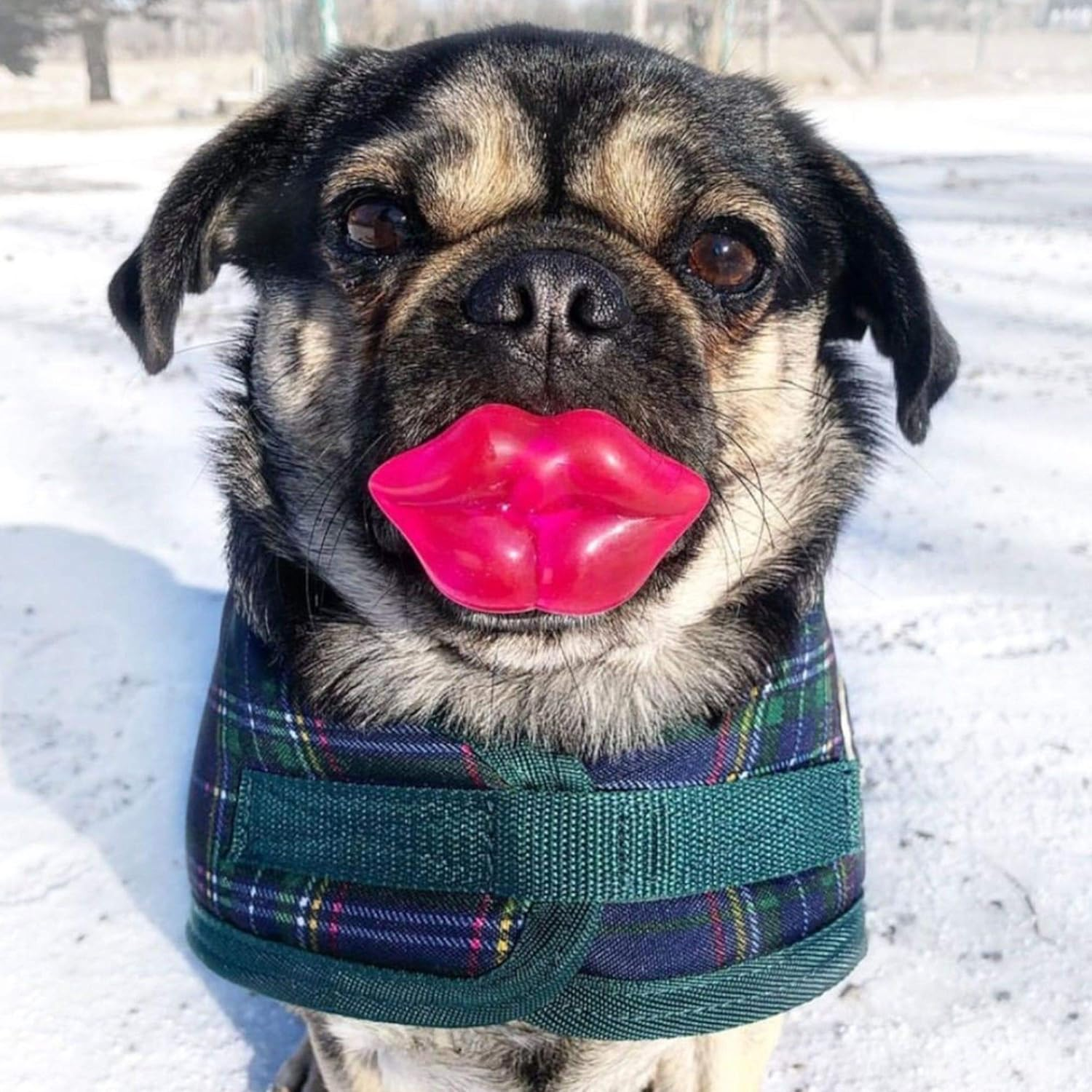 Foufit 85634 Paci-Chew Chew Toy for Dogs, Lips image number 1