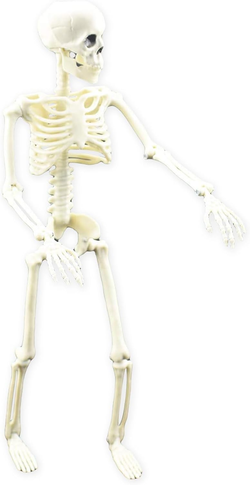 Posable Skeleton, Human Skeleton Model with Posable Movable Joints, Figure for Halloween Props Spooky Party Decoration image number 1