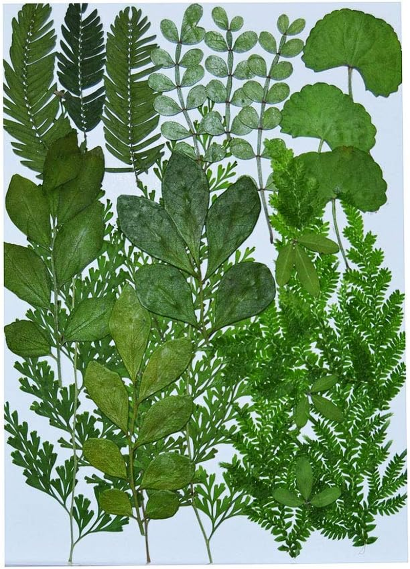 UOKWIWI 50 Pcs White Baby'S Breath Real Natural Dried Pressed Flowers for Resin Art Craft DIY Making Wedding Card Home Party Decor image number 1