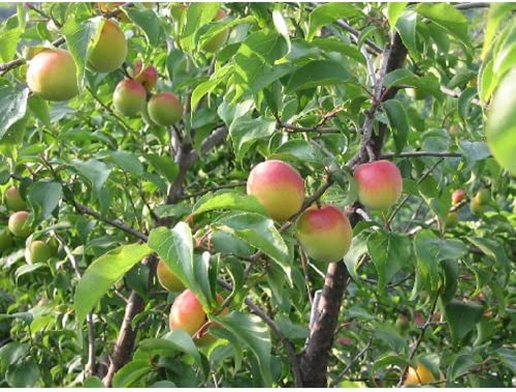 The Choya Aged 3 Years Umeshu 720 Ml image number 2