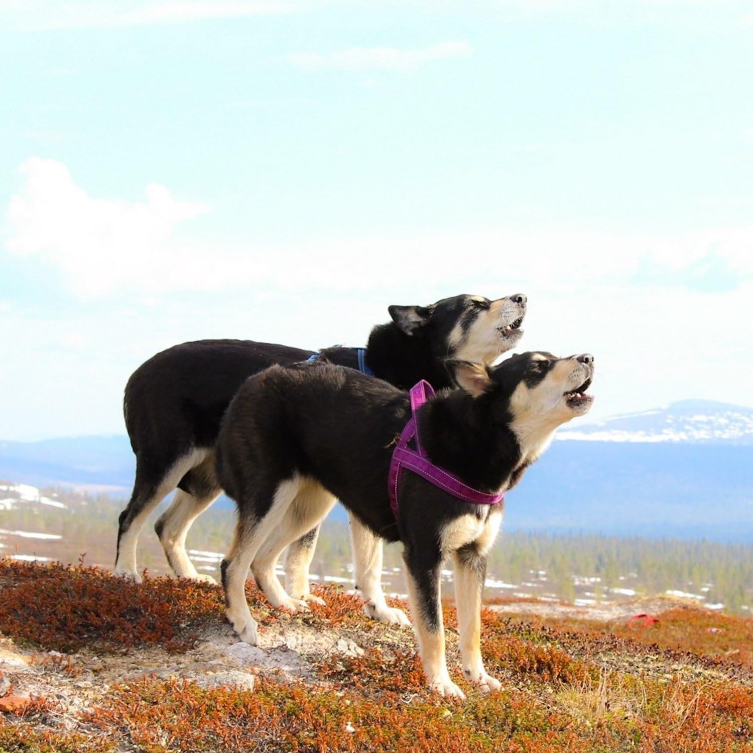 Hurtta Casual Padded Dog Harness, River, 22 In image number 5