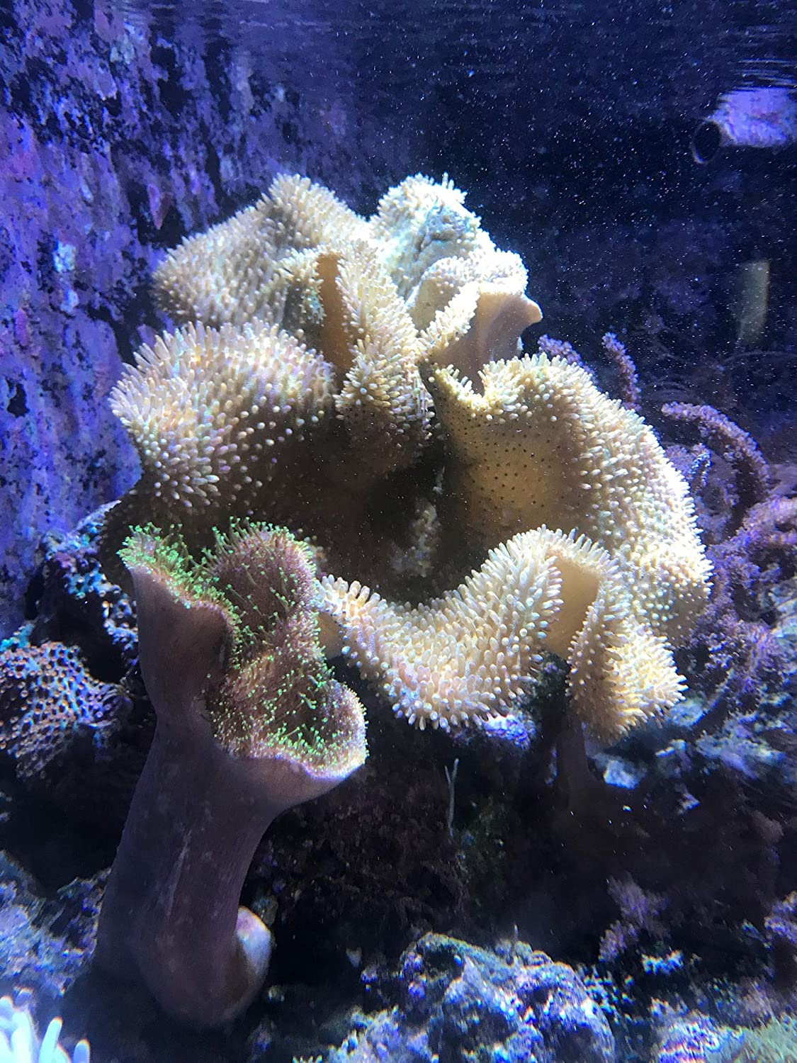 Seachem Reef Phytoplankton (SC1503) image number 2