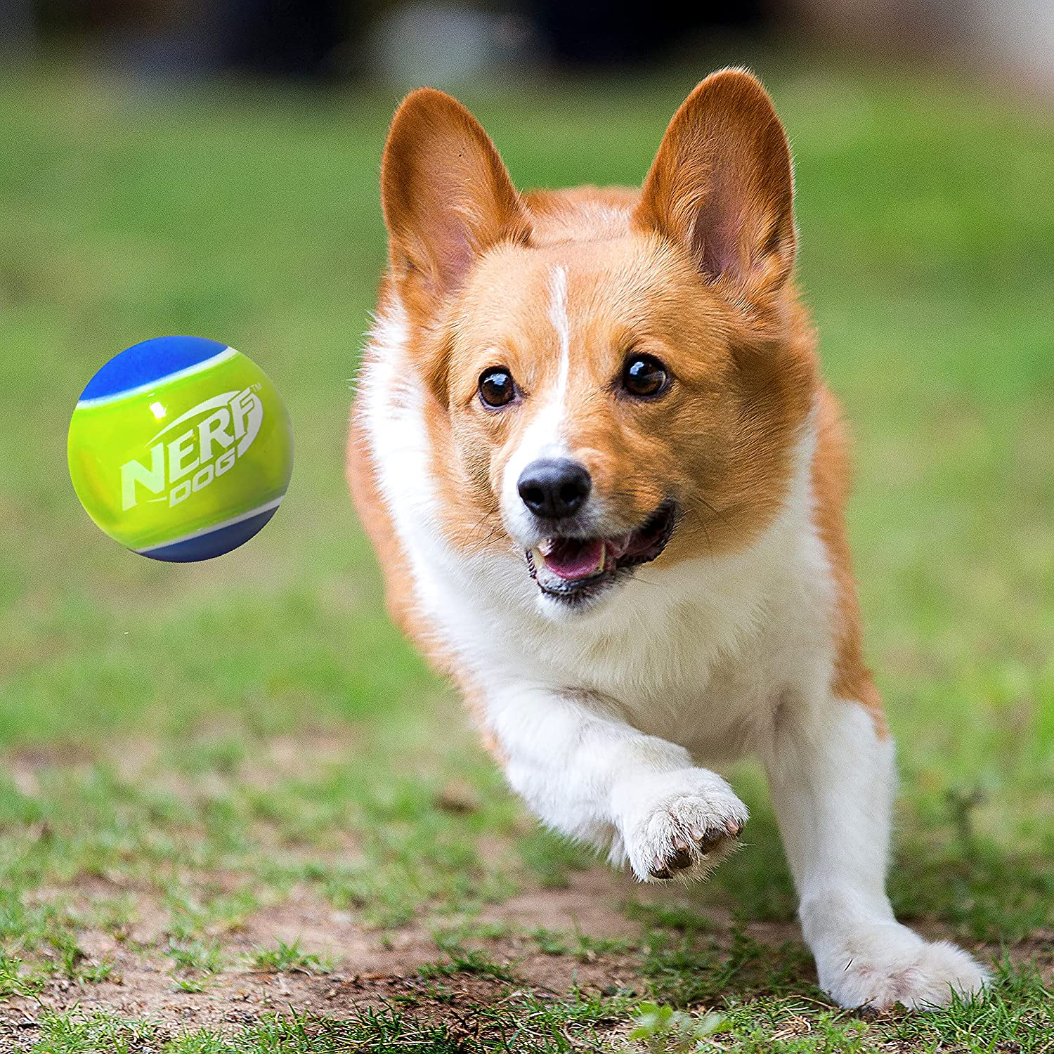 Nerf Dog Rubber Tennis Ball Dog Toys with Interactive Squeaker, Lightweight, Durable and Water Resistant, 2 Inches, for Small/Medium/Large Breeds, Two Pack, Mixed Colors image number 4