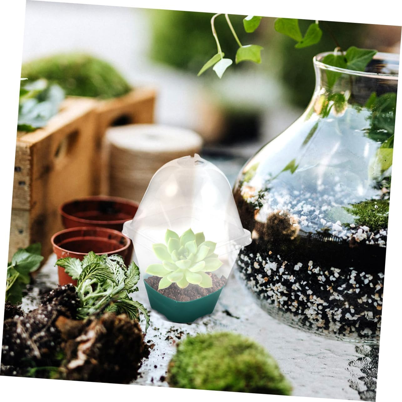 SUPVOX 6Pcs Seedling Tray Humidity Dome Small Reusable Plant Pots for Indoor Gardening Supplies Starter Pots for Plants image number 4