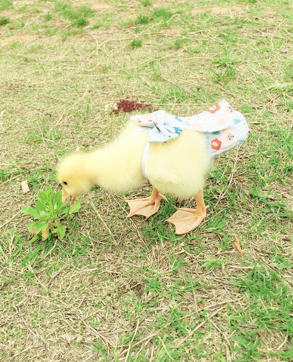 Poultry Diapers - Waterproof, Adjustable, Washable and Reusable for Chicken, Duck and Goose - Poultry Supplies (9Xl:4000G-5000G)