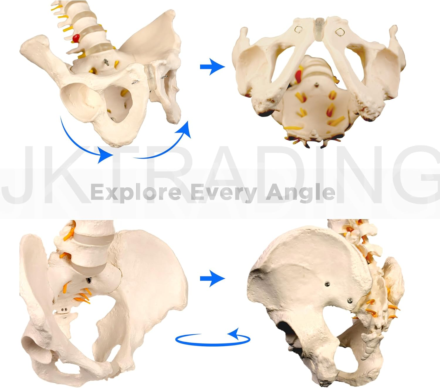 Bergmann Flexible Life Size Spine Model - 86Cm Spine Anatomy Model with Nerves, Vertebrae, Arteries, Lumbar Column - Pelvis Model - Anatomical Model - Medical Model Includes Stand