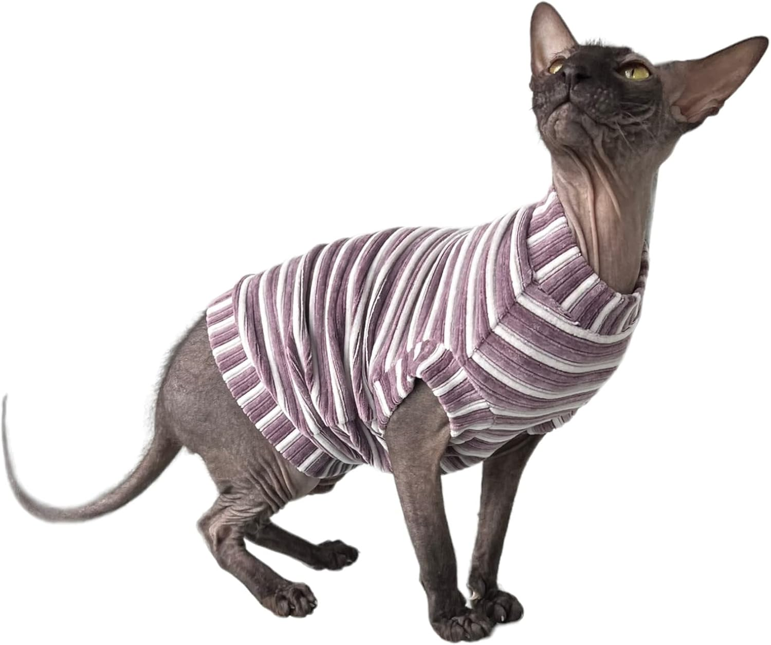 Kotomoda Hairless Cat'S T-Shirt Corduroy Mauve Stripes for Sphynx Cat (Large) image number 6