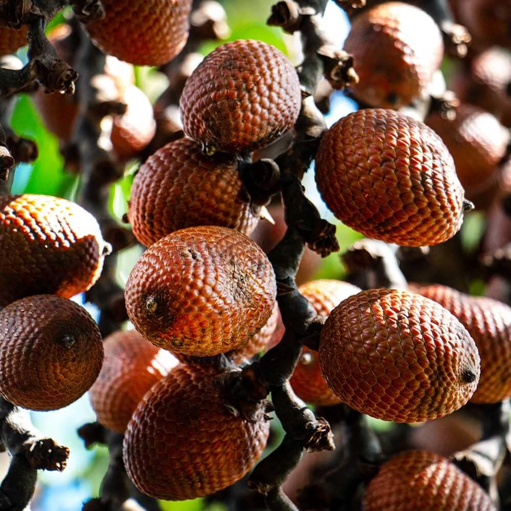 Aguaje Capsules for Women with Red Maca &ndash; Aguaje Peruano (Buriti Fruit) | Peruvian Superfood, Vegan, NON-GMO, Gluten-Free, 120 Capsules image number 5