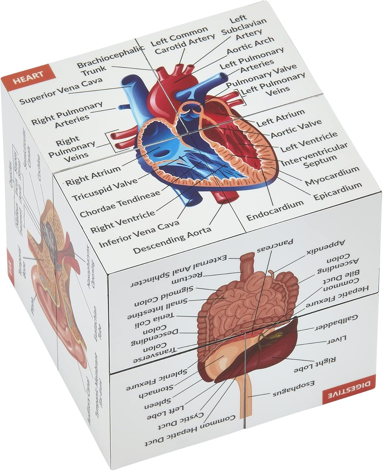 Human Anatomy Study Cube | Study 9 Parts of the Human Body | Perfect Anatomy Revision Guide | Addictive Anatomy Model Cube | Great Gift for Nurse, Dentist, Medical Students image number 4