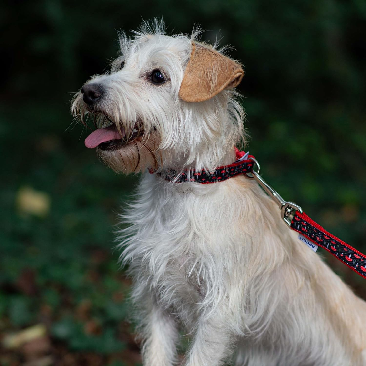 Ancol Mushroom Patterned Strong Hardwearing Nylon Adjustable Dog Collar to Fit Neck 30-50 Cm Size 2-5 image number 2