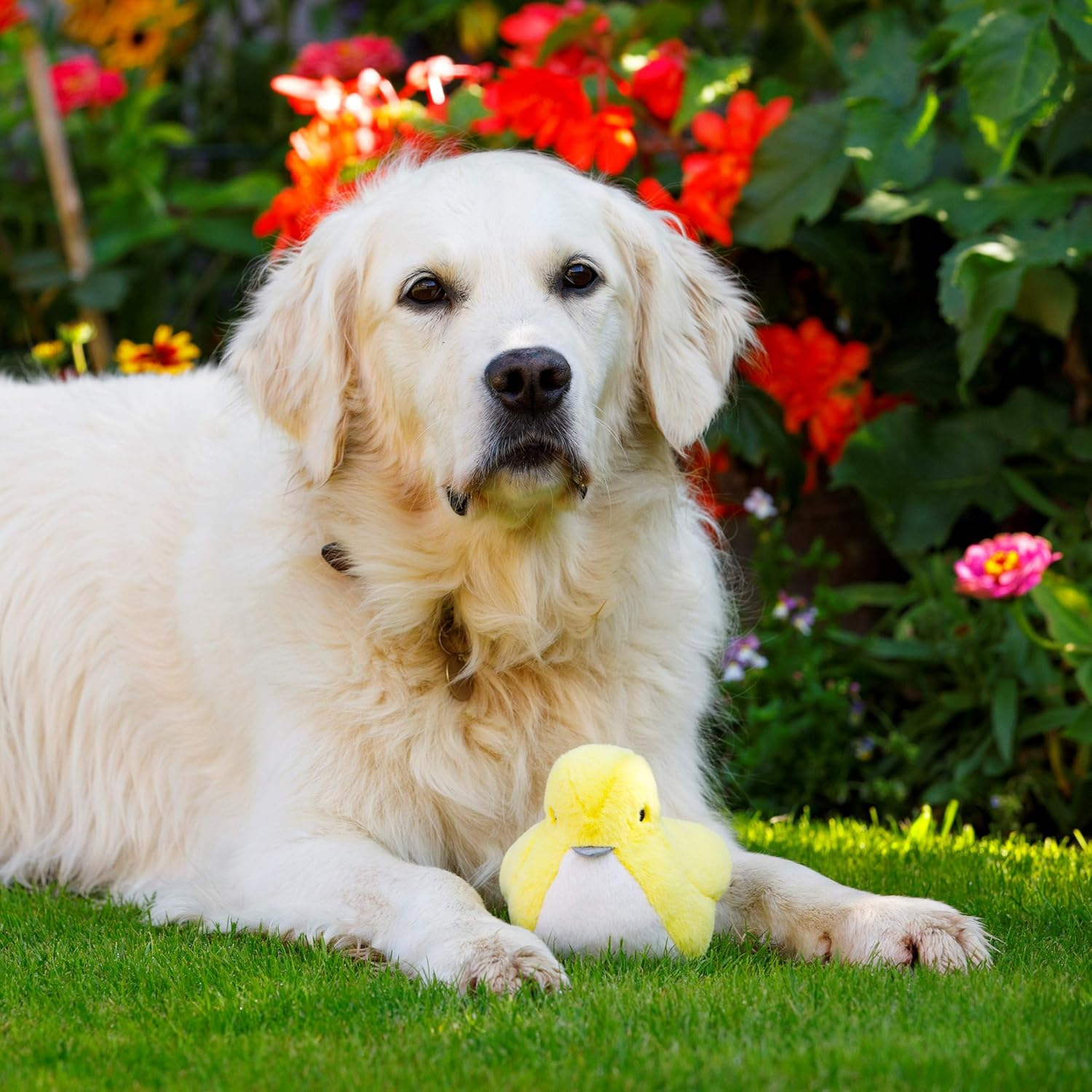Petface Buddies Plush Little Bird Dog Toy image number 6