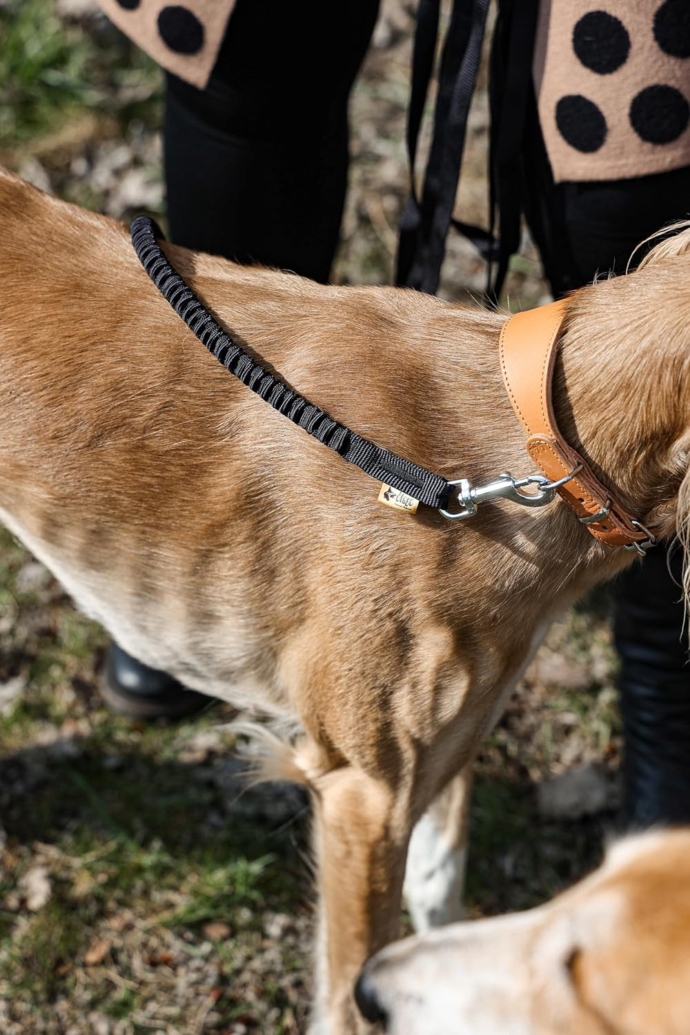 DINGO Dog Walking Belt with Shock Absorber, Large Carabiner for Excess of the Rolled-Up Leash, 6 Meters Long Lead, Adjustable Waist Belt with Plastic Buckle, Universal Size, Black (99788)