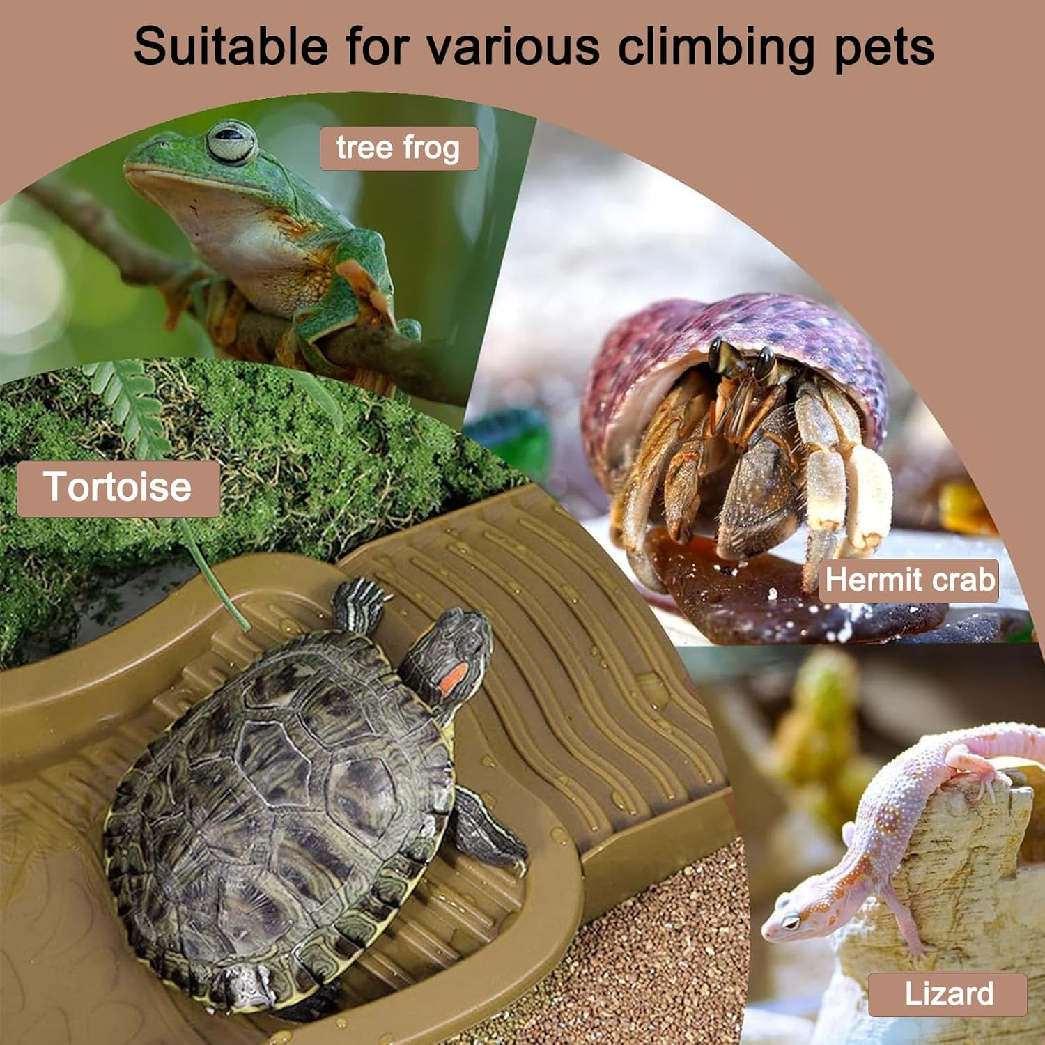 Large Reptile Bath Pool with Ramp - Water & Food Dish for Turtles, Lizards, Snakes, Geckos & Bearded Dragons image number 6