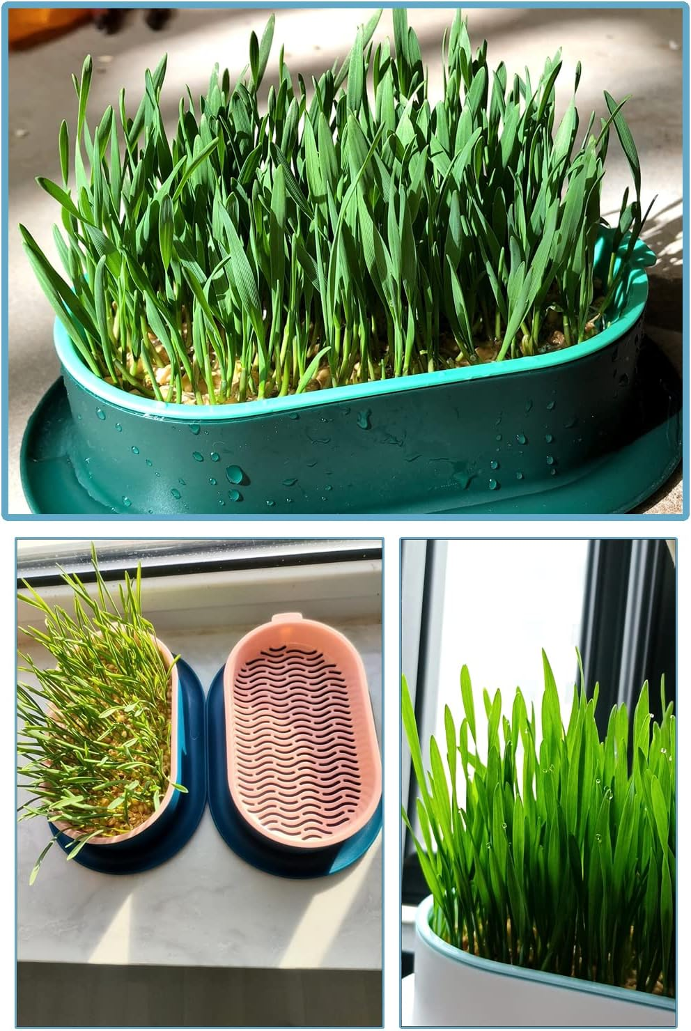 Cat Grass Planter Plastic Grass Box for Indoor Cat Grass,Practical Soil Free Growing Containers (Pink2) - Pink1 image number 7