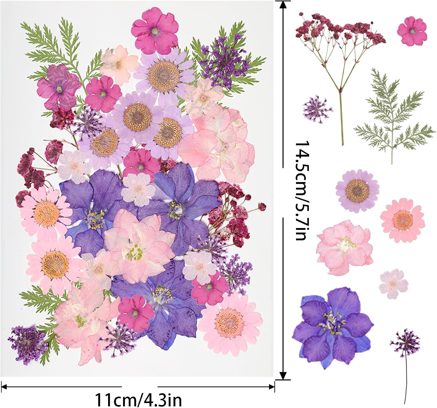 Dried Pressed Flowers Mixed Colorful Daisy Herbs Kit Resin Real Pressed Flowers Natural Dry Leaves Bulk with Tweezers for Making Nails Decoration Scrapbooking DIY Jewelry Candle Crafts image number 3