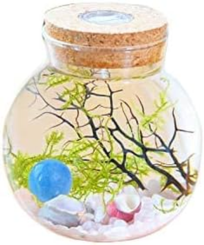 Mini Betta Fish Tank Fish Bowl Fish Tank Decor Flower Pot Hydroponic Plant Terrarium Aquarium Kit with LED Light, Crystal Stone, Java Moss (Style G)&hellip; image number 1