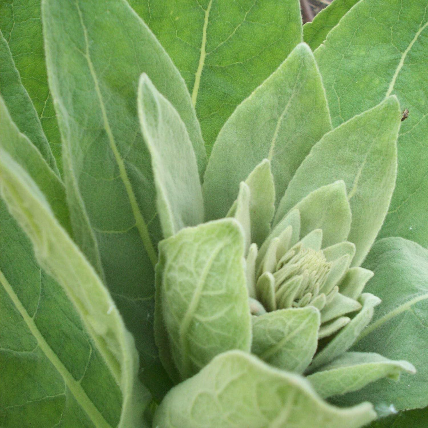 100G Organic Mullein Leaf - Dried Herbal Verbascum Thapsis image number 3