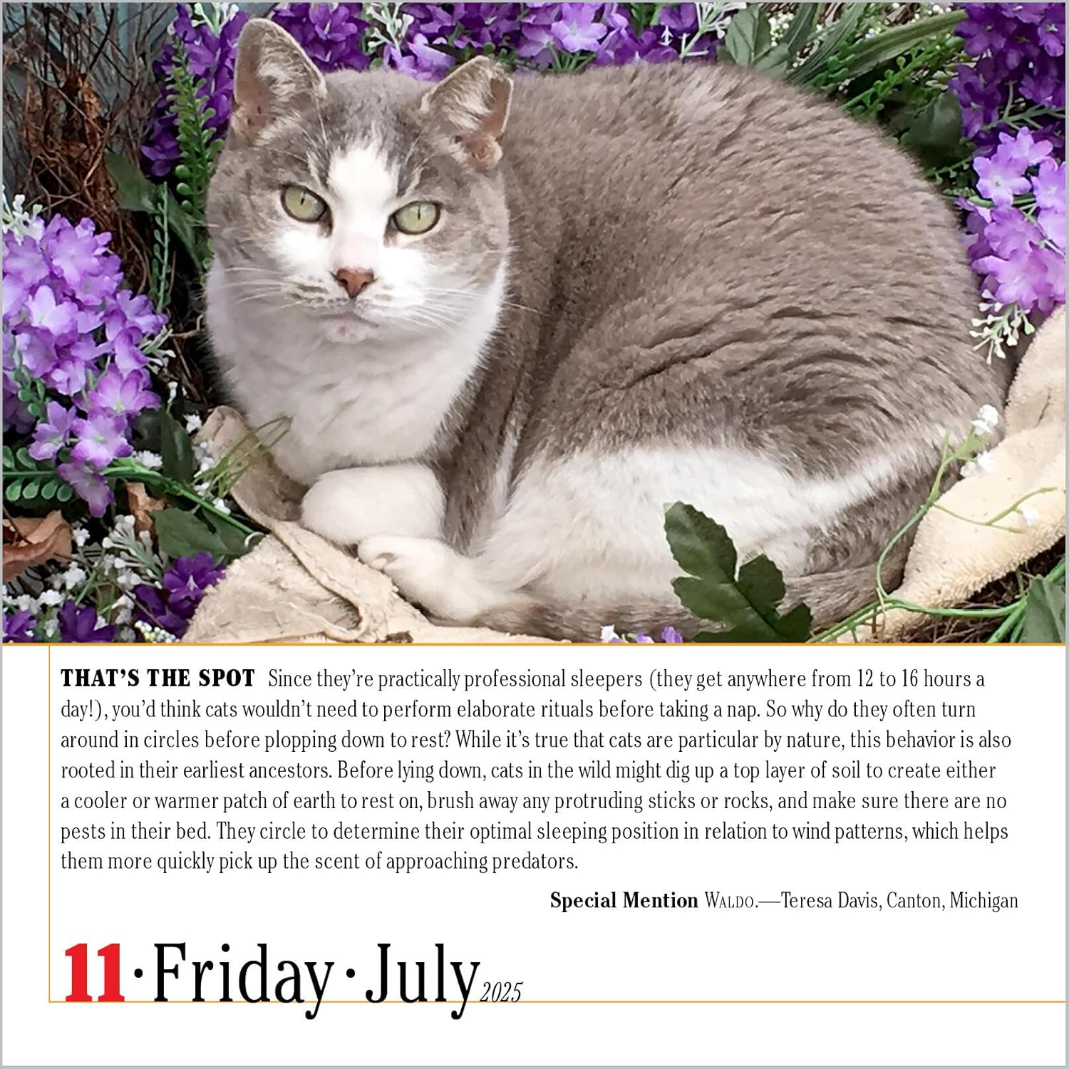 365 Cats Page-A-Day Calendar 2025: the World'S Favourite Cat Calendar image number 4