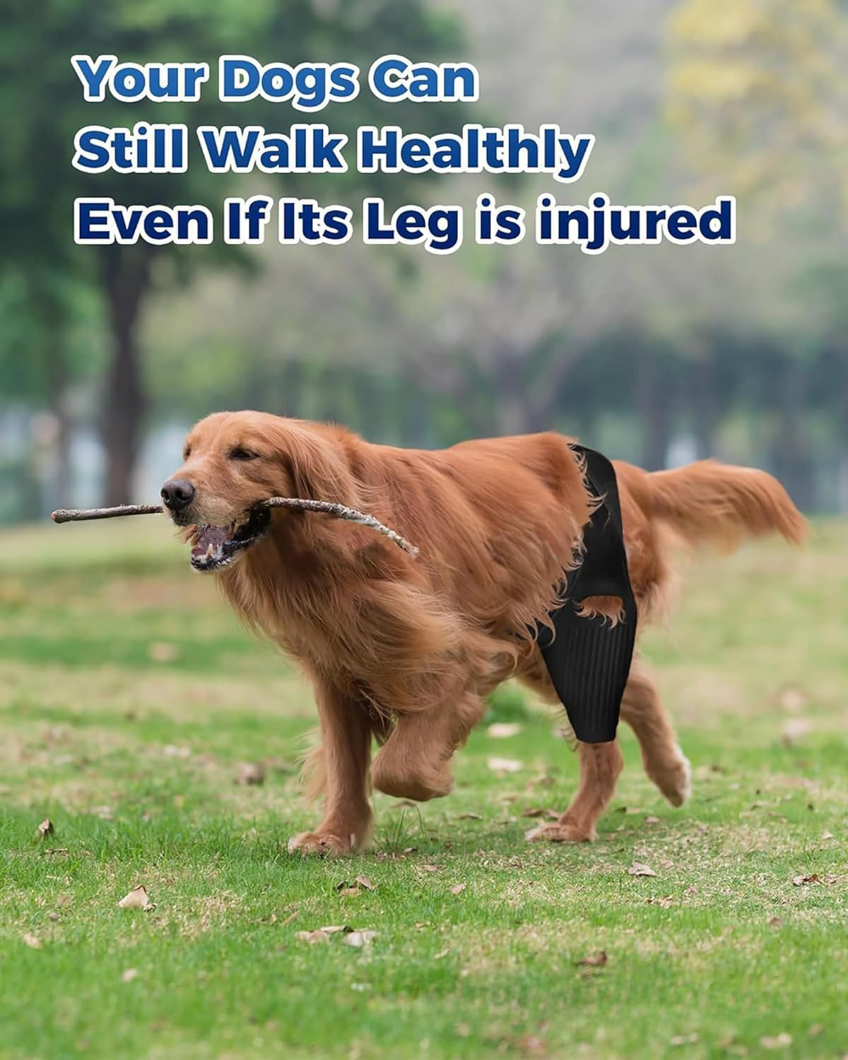 New Dog Knee Brace Ligament Tear Protection Rehabilitation Belt with Ten Bones (Black, L) image number 4