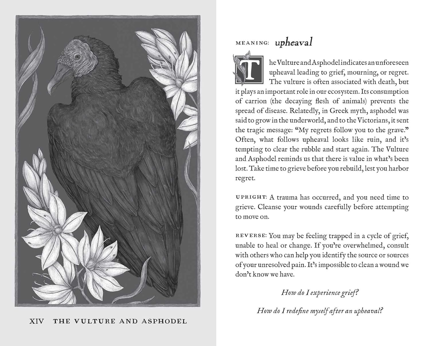 Woodland Wardens: 52-Card Oracle Deck & Guidebook image number 1