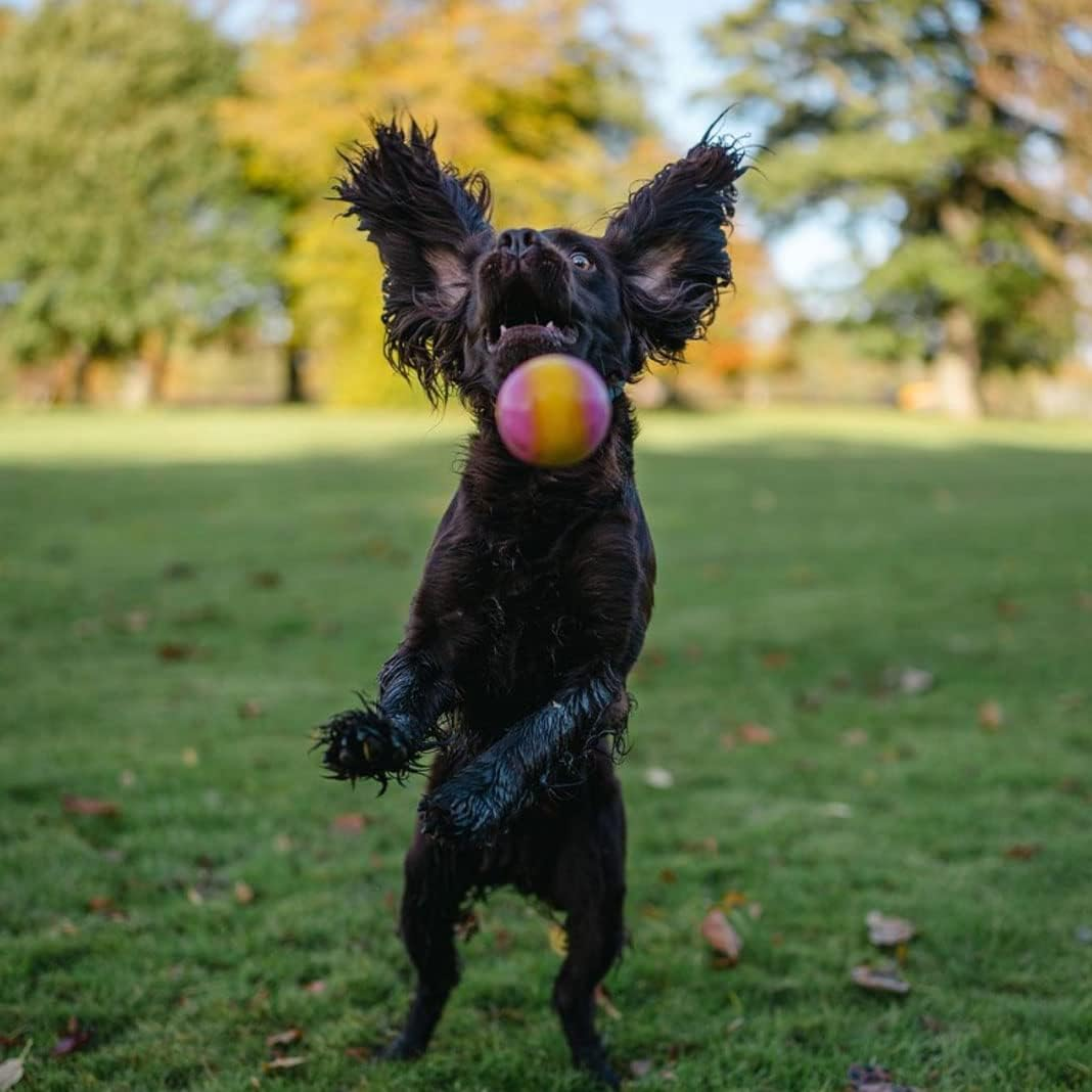 SPORTSPET High Bounce Natural Rubber Dog Balls (60Mm) (Smoothie Edition 6 Pack)