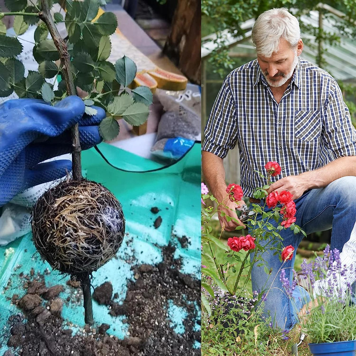 Plant Root Growing Box - 10Pcs Assisted Rooting Device, Reusable High Pressure Propagation Balls for Plants, Grafting Box, Medium image number 1