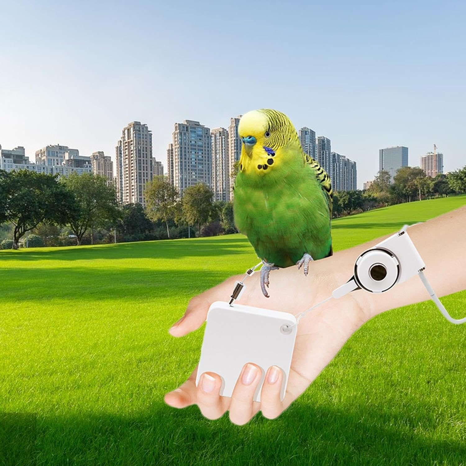 Cockatiel Harness and Leashes - 2M Portable Conures Bird Leashes - Soft Foot Ring Bird Flying Harness, Adjustable Traction Rope for Budgies, Cockatiels, Psittacula