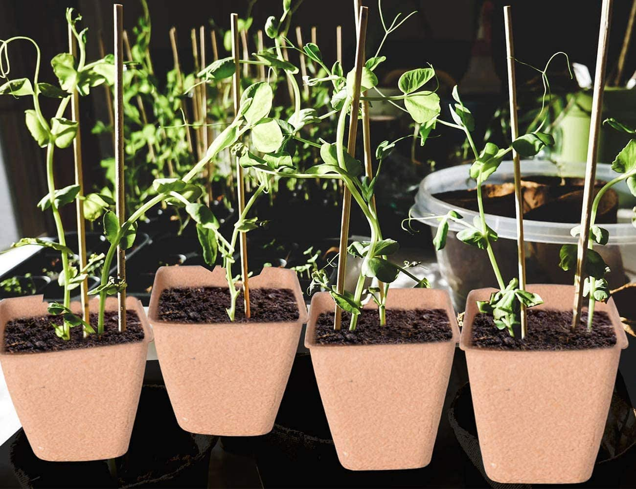 100 Pcs 8CM Seed Starter Pots, Organic Planting Peat Pots for Garden Seedling, Eco-Friendly and Biodegradable Seedling Pots for Seed Germination image number 6