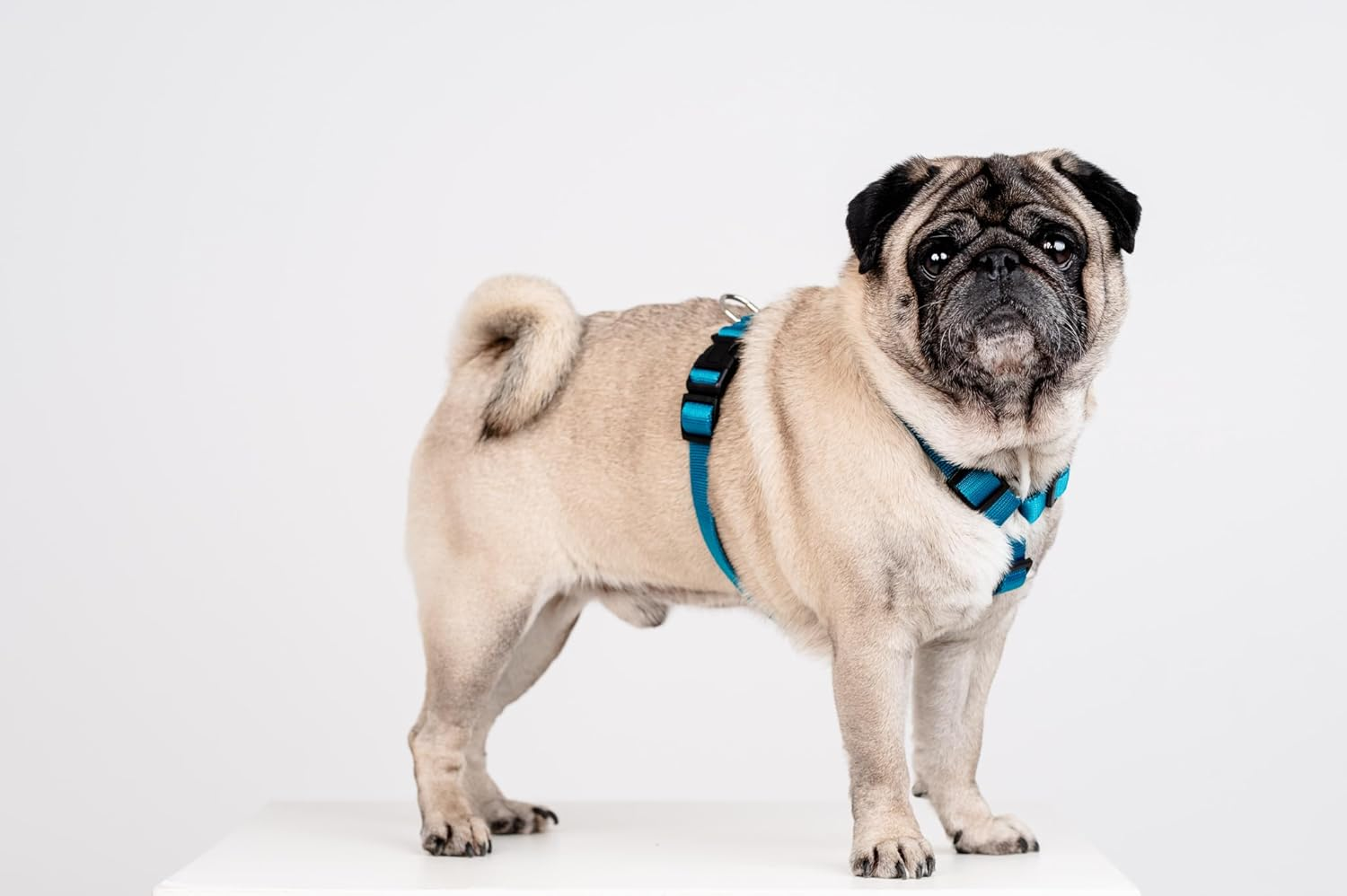 Chaba Guard Dog Harness for Large Dogs with Control, Anti-Pull & Choking, Adjustable, Comfortable and Lightweight, Classic Step-In Chest Harness, Running Harness, Size XL, Sea image number 3