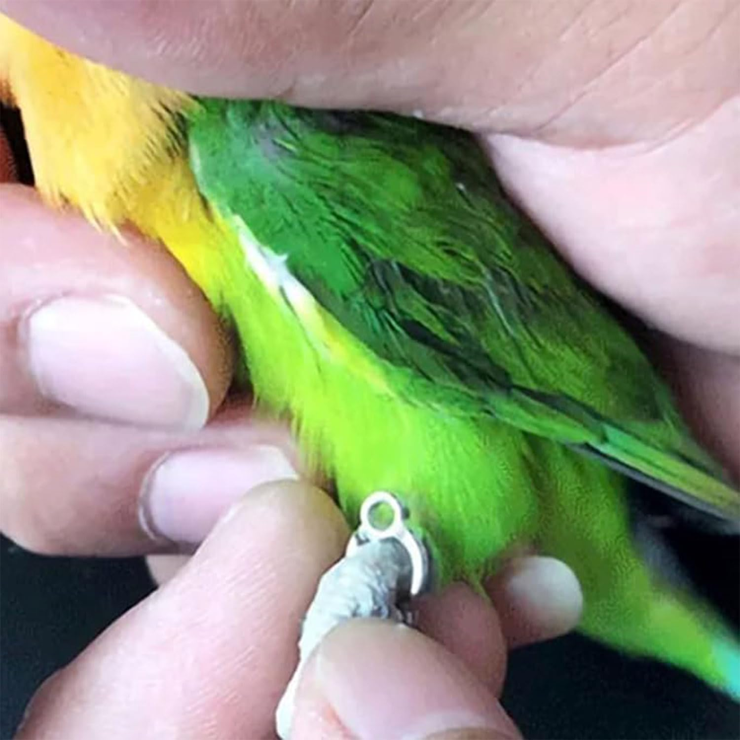 Bird Foot Chain - Adjustable Harness and Biting-Resistant Training Toy with Ankle Ring - Pet Outdoor Flying Rope for Terrace (Green) image number 2