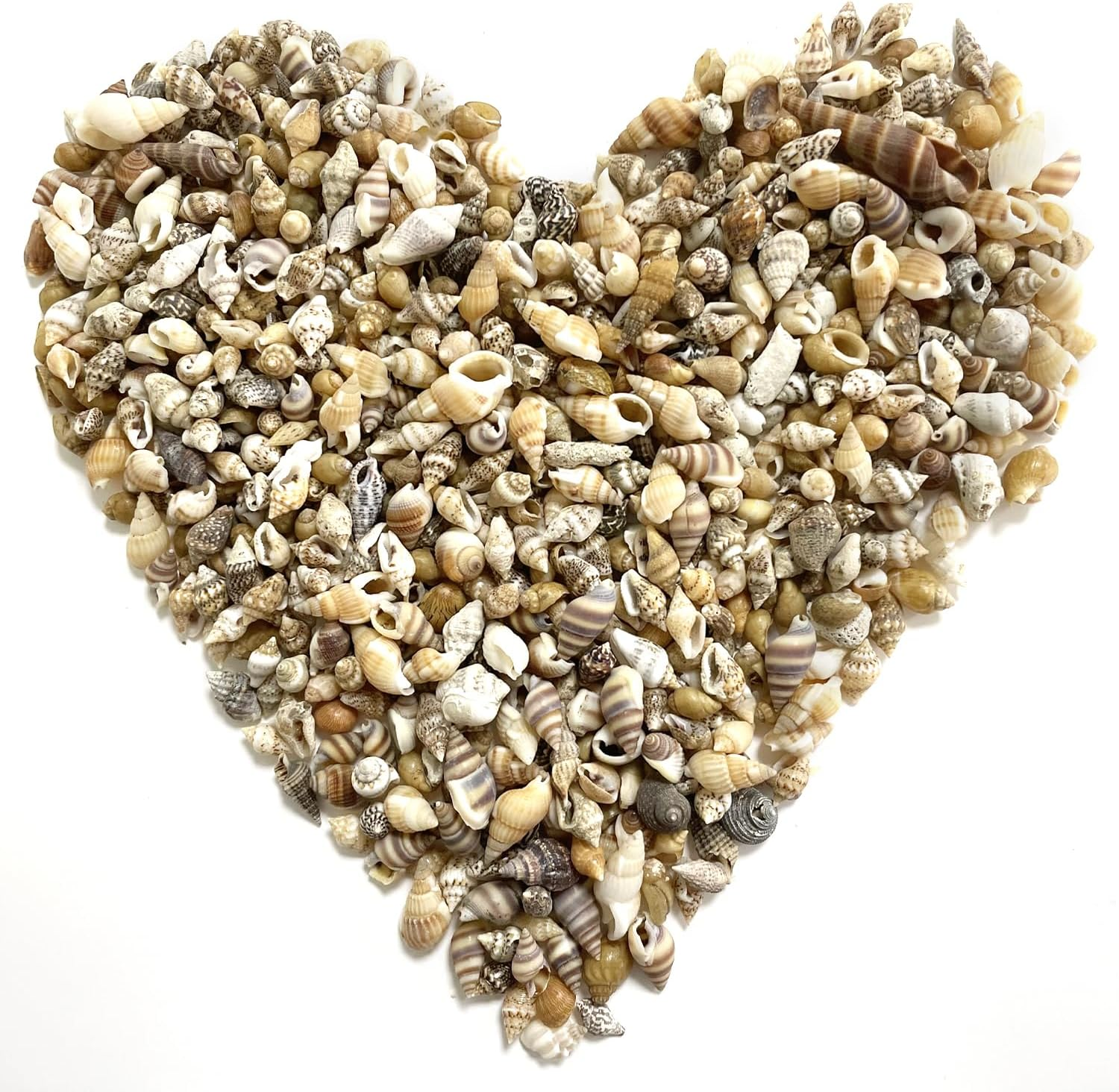 BEZANU Sea Shells, 500 PCS Mixed Spiral Seashells for Art Craft, Vase Filler, Home Decor, Fish Tank Accessories, Wedding Decor (Bulk)