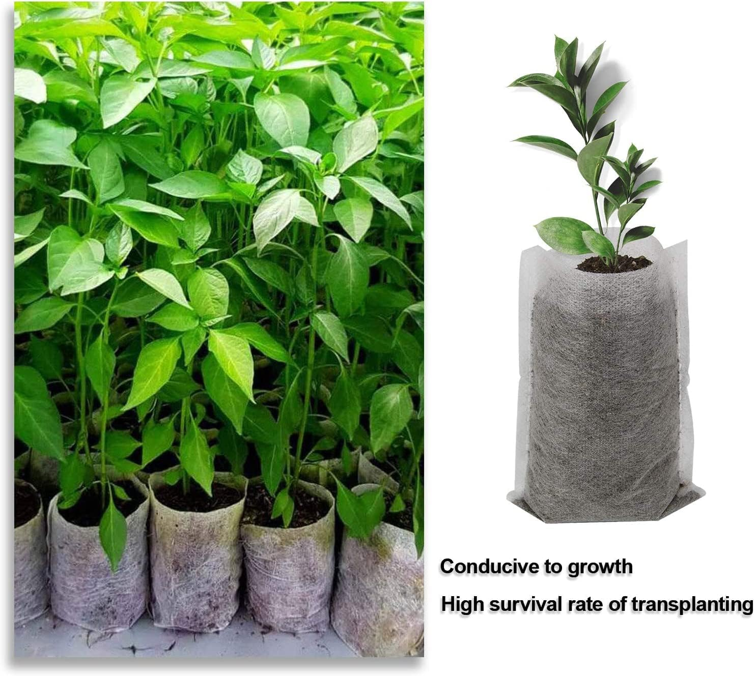 Augshy Grow Bags - 400Pcs Plant Nursery Bags, Seeding Bags, Fabric Seedling Pots - Home Garden Outdoor Greenhouse Supplies - 11X11Cm/4.2"X4.2" Non-Woven image number 2