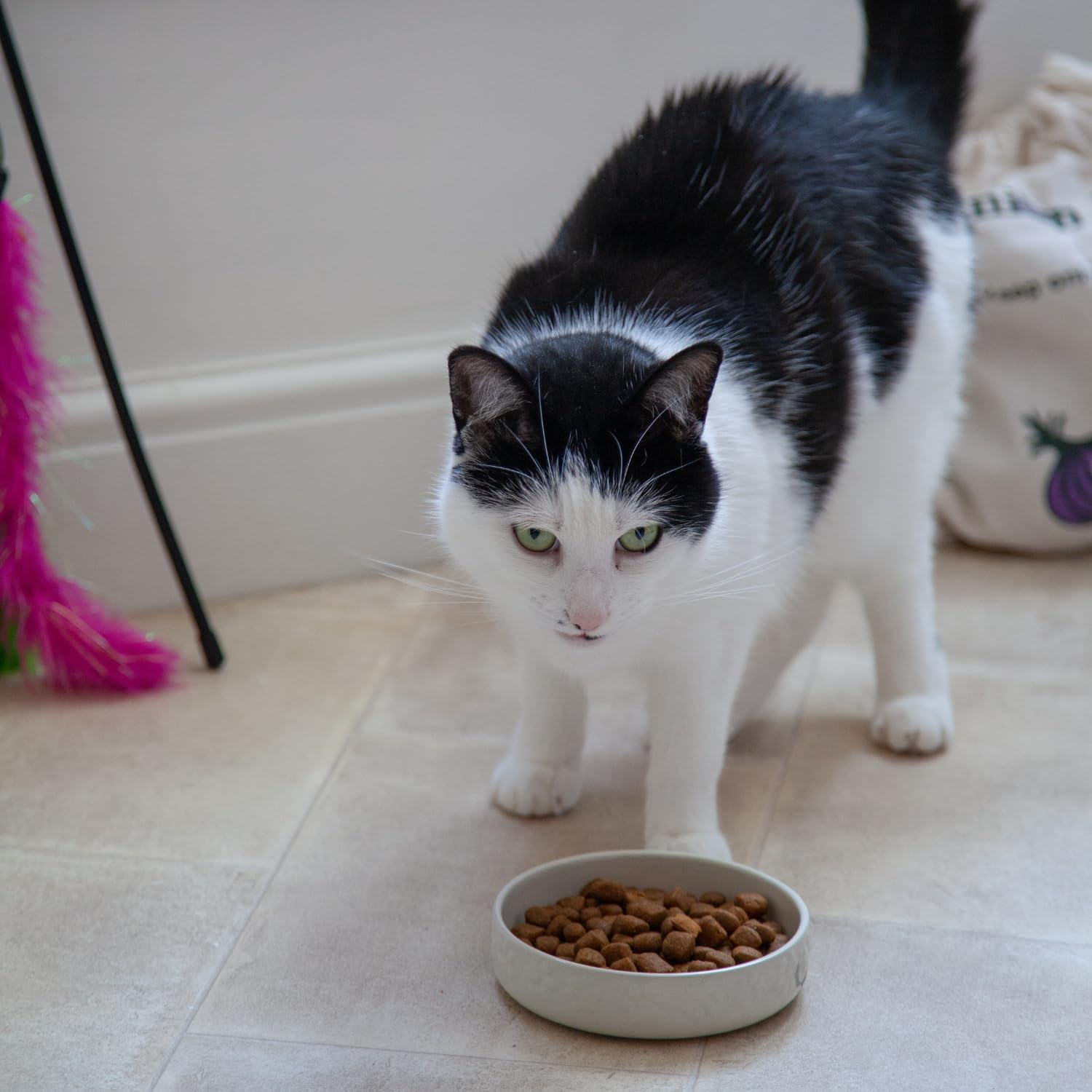 Mason Cash Cat Bowls Bright Coloured Cat Saucer Heavyweight, 13 Cm Diameter, Cream