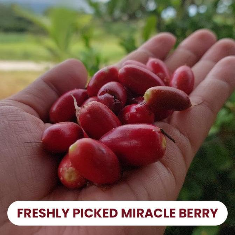 50 Halves | Miracle Fruit Freeze Dried Magic Berry Well - Turns Sour to Sweet - as Seen in TV and Tiktok image number 1