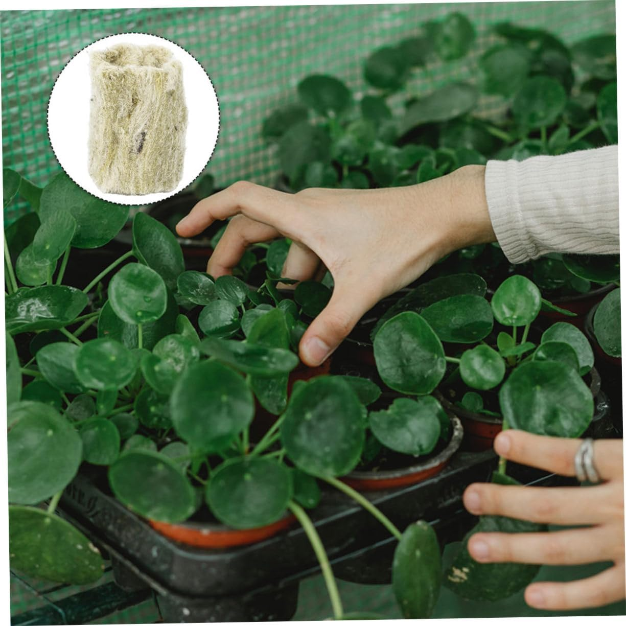 SUPVOX 66Pcs Nursery Plant Grow Plugs for Soilless Culture Hydroponic Planting Starter Plugs Grow Cubes for Hydroponics Kit image number 6