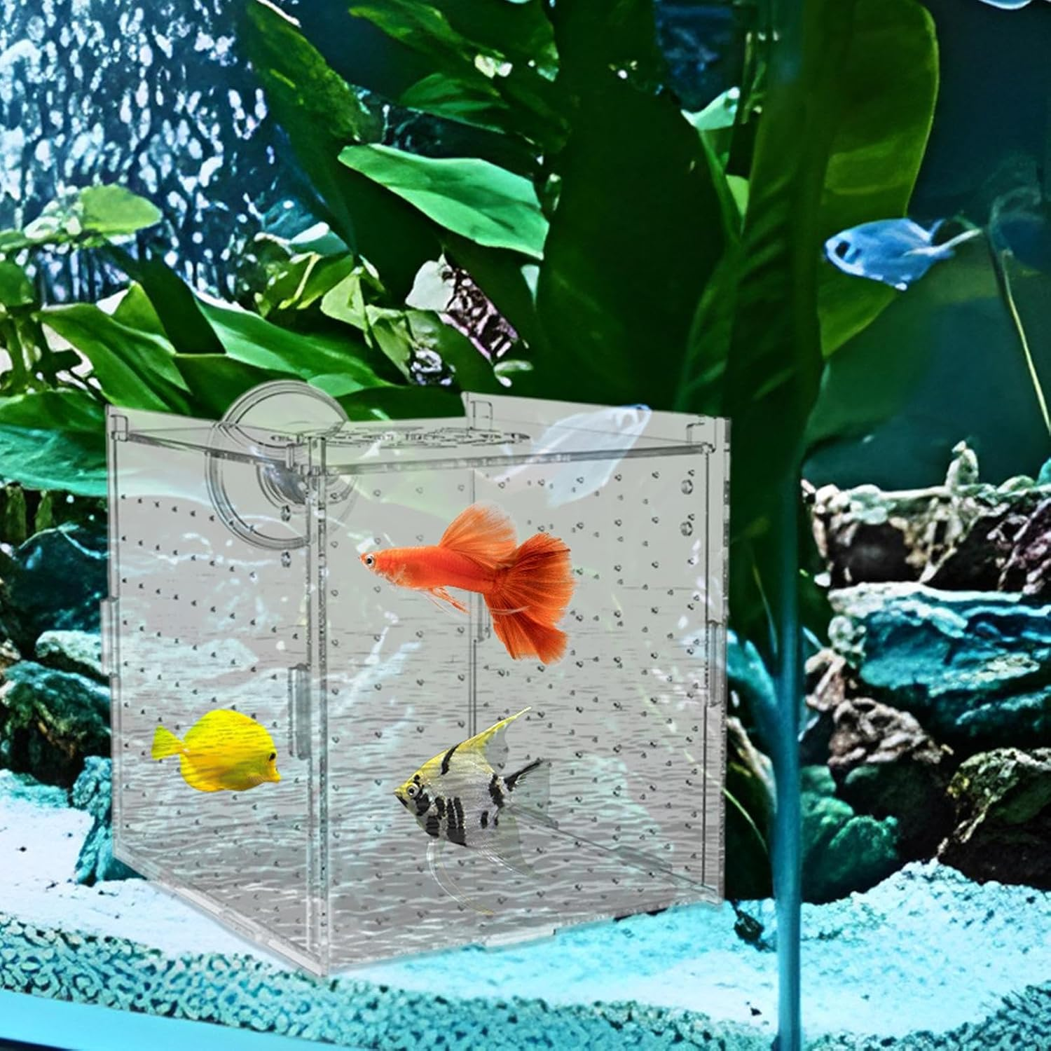Vgvgaj Fish Breeder Box - Suction Cup Aquarium Breeder Box - Acrylic Nursery Divider Container Hatchery Incubator for Shrimp Guppy Egg Angelfish Fry Acclimation image number 4