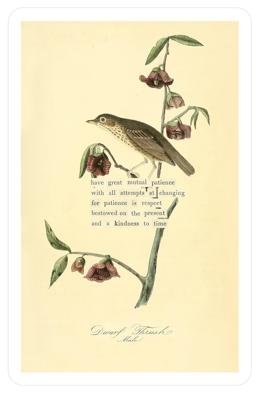 An Almanac of Birds: 100 Divinations for Uncertain Days image number 1