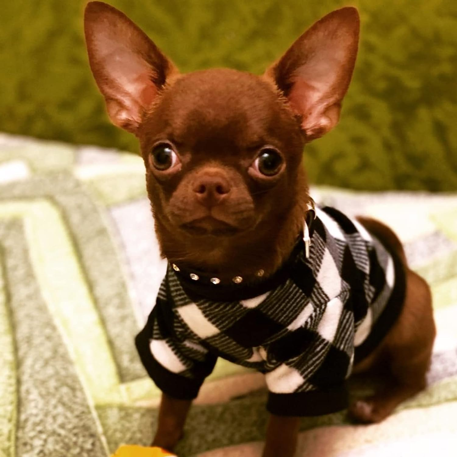 Fleece Dog Sweater for Small Dog Boy Chihuahua Yorkies, Fall Winter Warm Tiny Puppy Clothes, Cute Male Dog Sweaters Pet Shirt,Set of 3 (Star + Paild + Camouflage, X-Small) Yikeyo