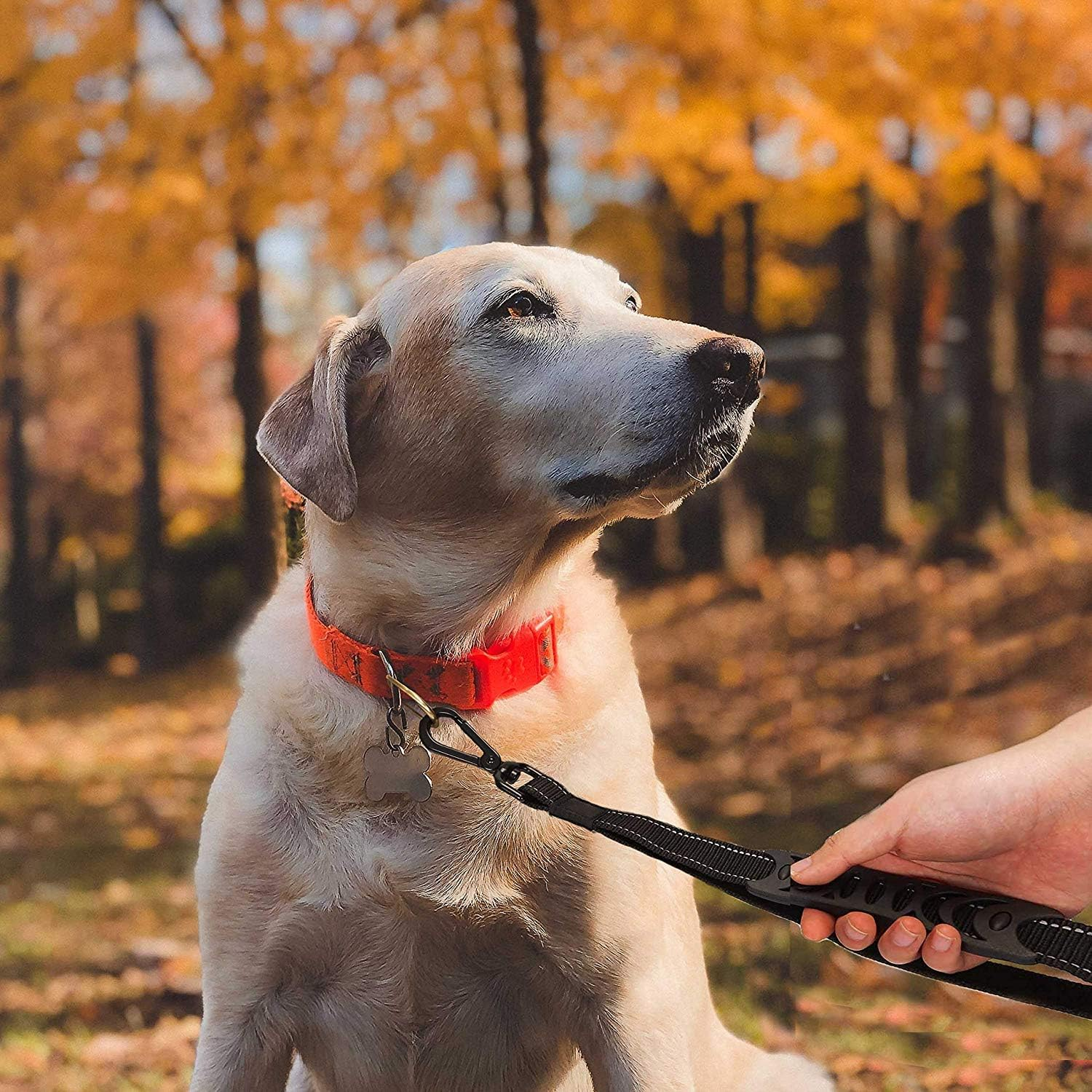 2 in 1 Dog Lead & Car Seat Belt, 150Cm Reflective Anti-Shock Bungee Dog Leash with 2 Handles for Medium/Large Dogs - Pet Car Safety Harness (Black) - Black image number 1