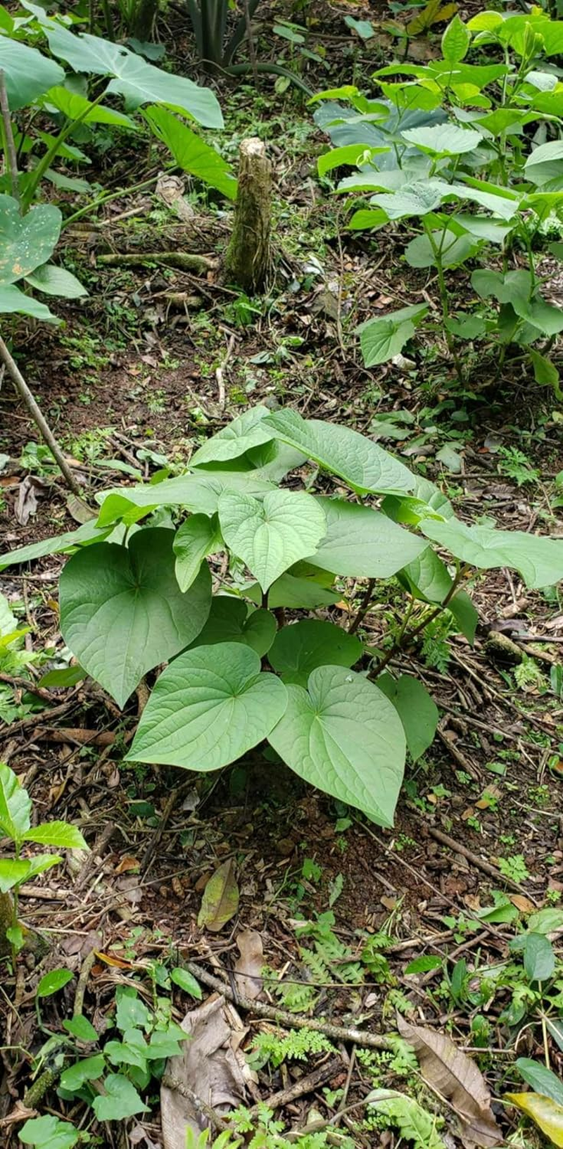 Fiji Vuvale Kava - Premium Noble Kava! Traditional Grind: 100% Organic, Fijian Root [Waka] Powder - 250G image number 2