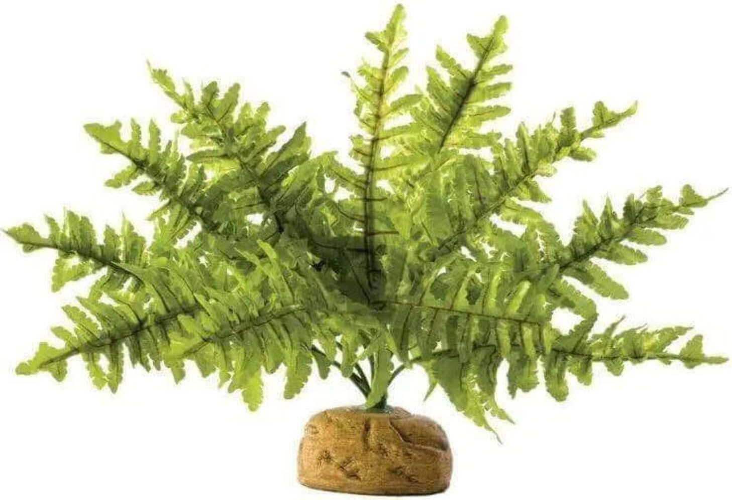 Exo Terra Boston Fern Medium
