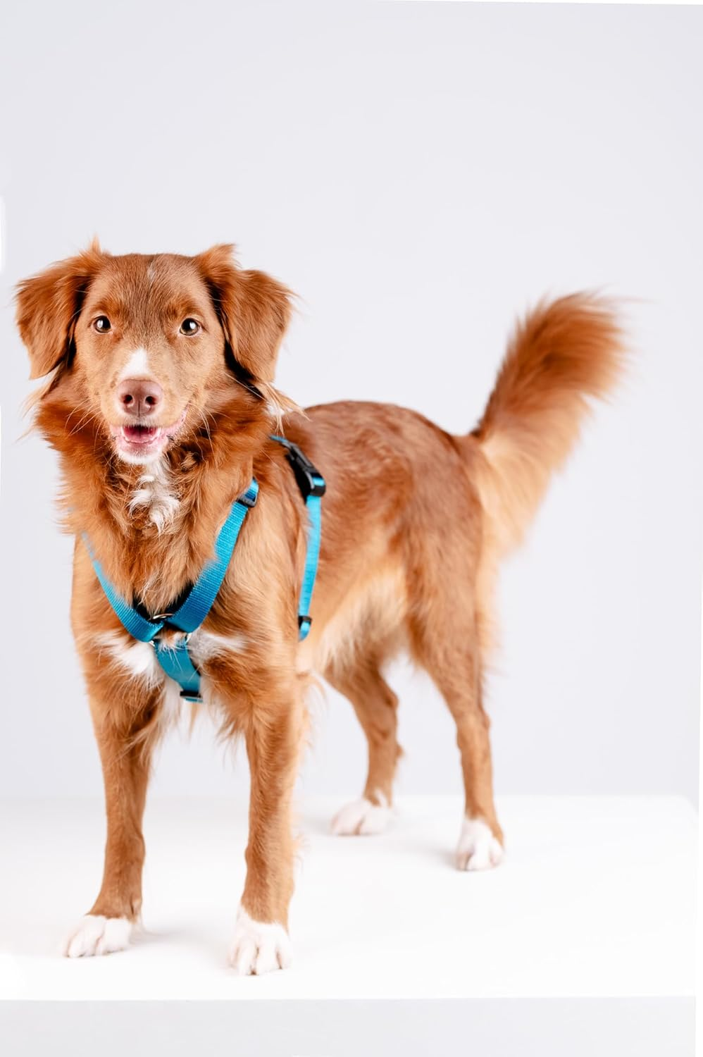 Chaba Guard Dog Harness for Large Dogs with Control, Anti-Pull & Choking, Adjustable, Comfortable and Lightweight, Classic Step-In Chest Harness, Running Harness, Size XL, Sea image number 6