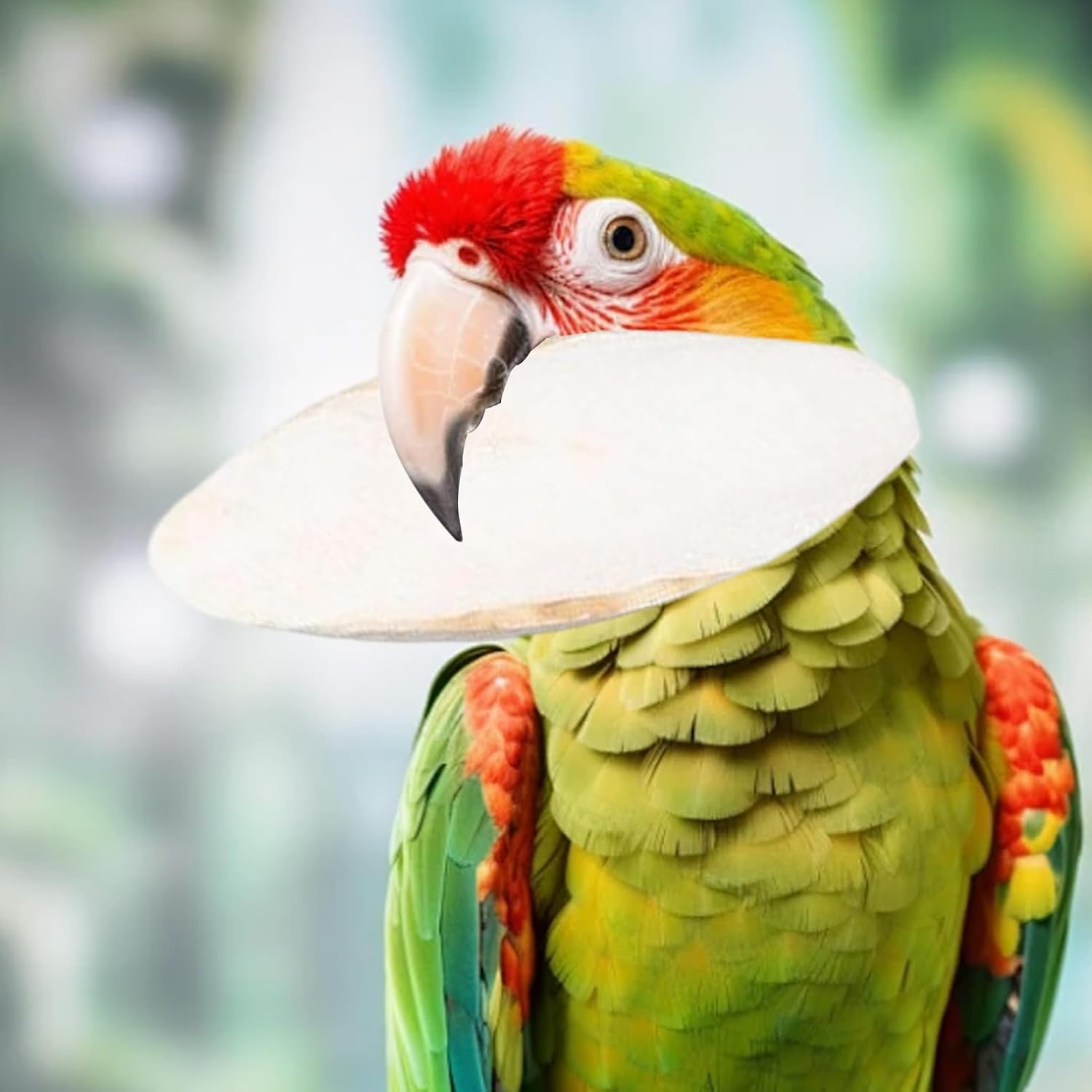 Cuttlefish Bone, Set of 10 Desalted Cuttlefish Bone for Budgies and Tortoises, Natural Beak Care Cuttlebone Chew Toys, Calcium Supplement Cockatiel Treats, for Pet Lovers (9-12 Cm)