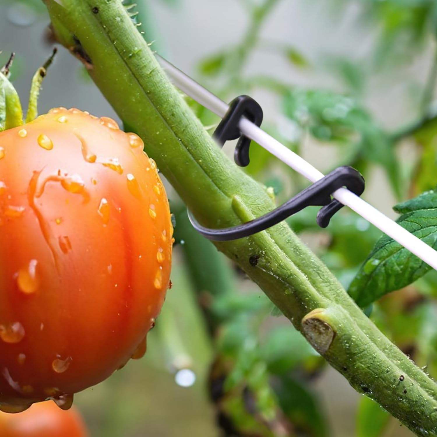 Iplusmile 100Pcs Garden Plant Support Clips Grape Stem Clamps for Vine Trees for Hanging Melons Fruit Yield Health Supplies image number 5