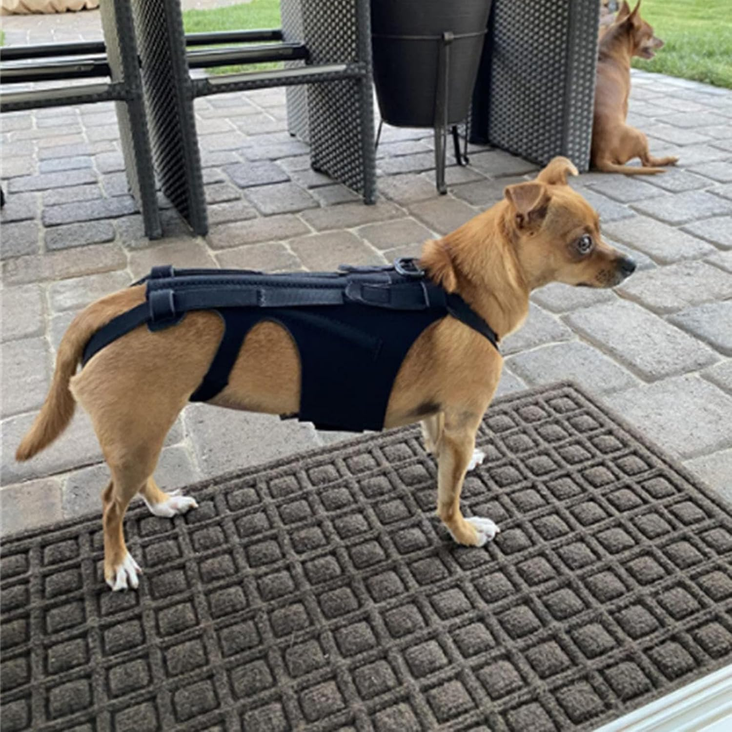 Dog Back Brace, Pet Back Support Vest Back Bracer for Dachshunds, Corgis Et Al Other Dogs IVDD Arthritis, Herniated Disc, Spinal Recovery (S Size) image number 2