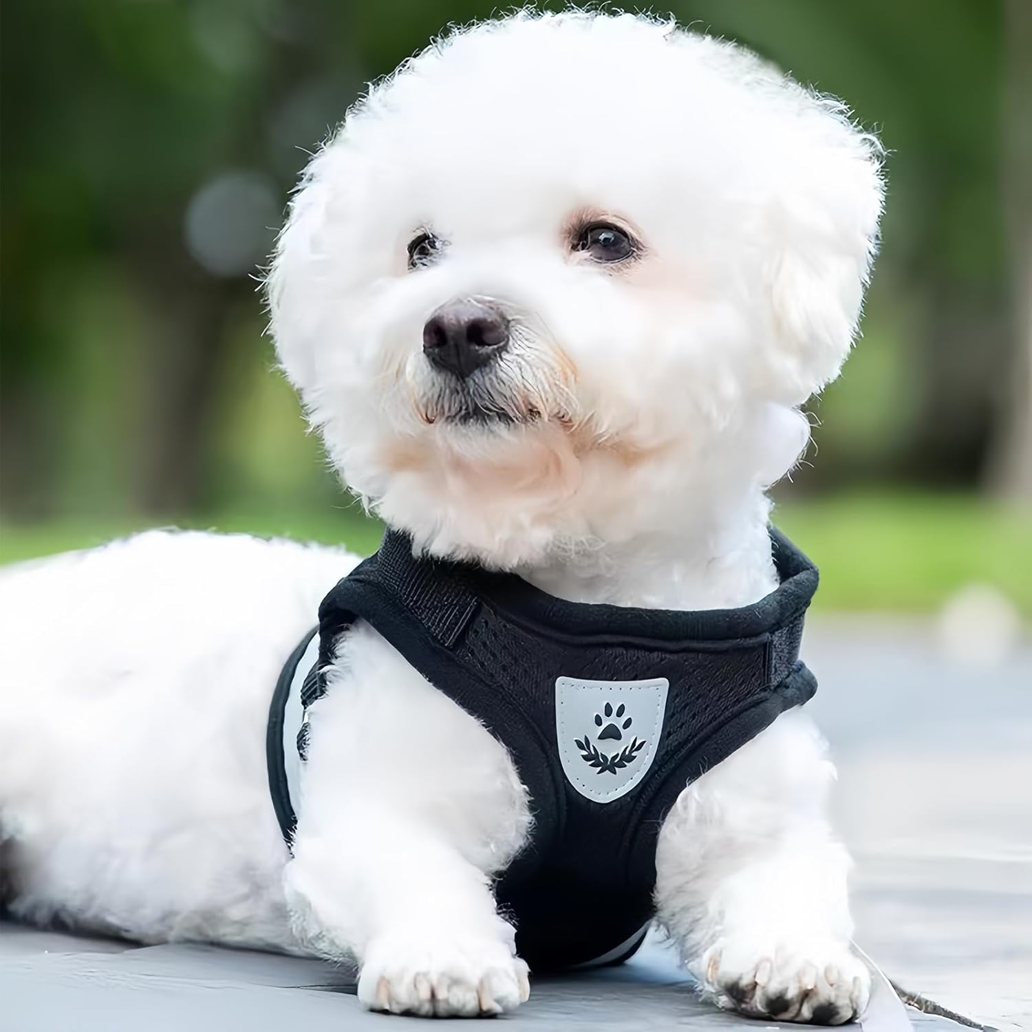 Dokeno Cat Harness with Lead Set, Cat Lead with Harness, Escape Proof for Cats, Soft Mesh Vests, Harnesses with Luminous Strips for Outdoor Training, Walking (XS) image number 5