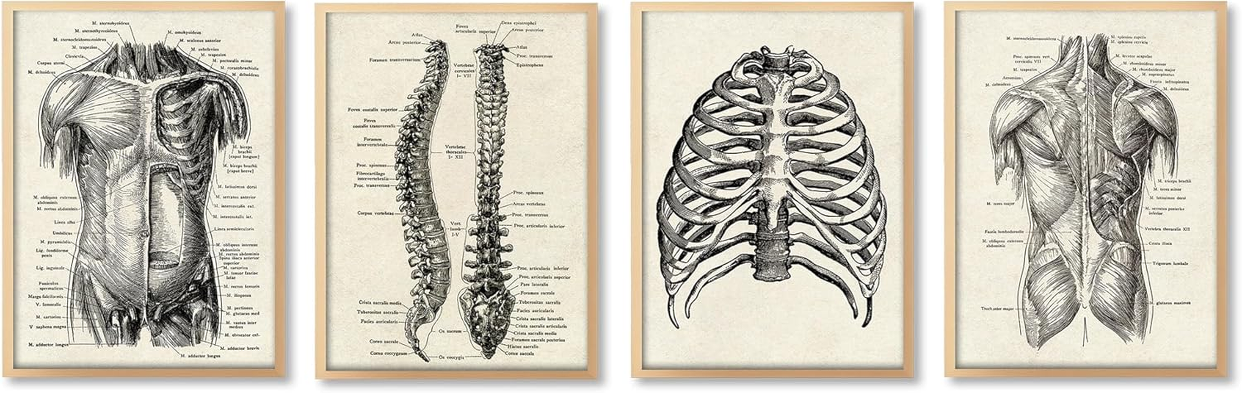 Ohhvvow Human Anatomy Artwork Medical Wall Picture Muscle Skeleton Vintage Poster Nordic Canvas Print Education Painting Modern Decor(Unframed)
