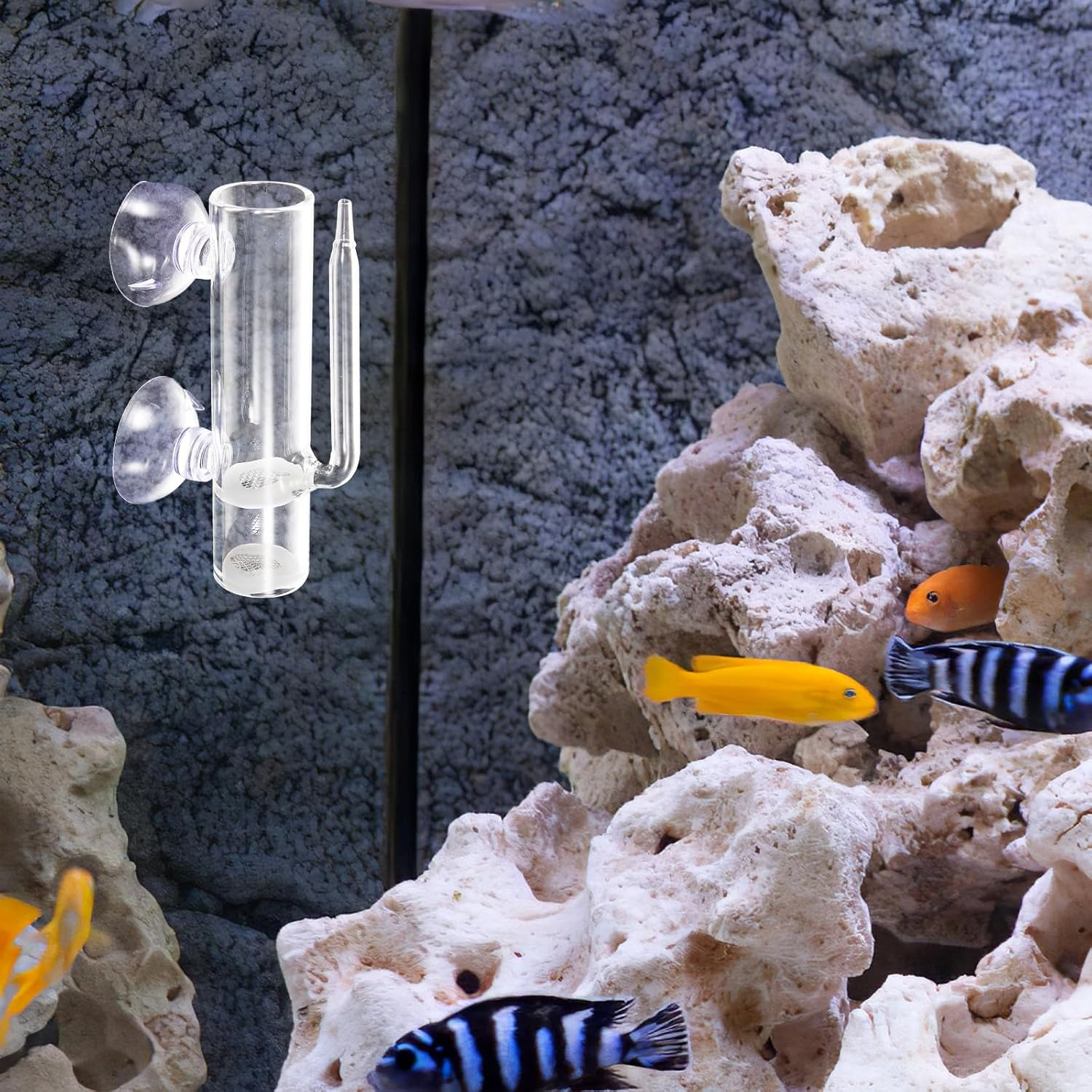 GARVALON Glass Shrimp Hatchery Breeding Tube Aquarium Shrimp Egg Incubator Fish Isolation Container and Aquatic Pet Breeding image number 3