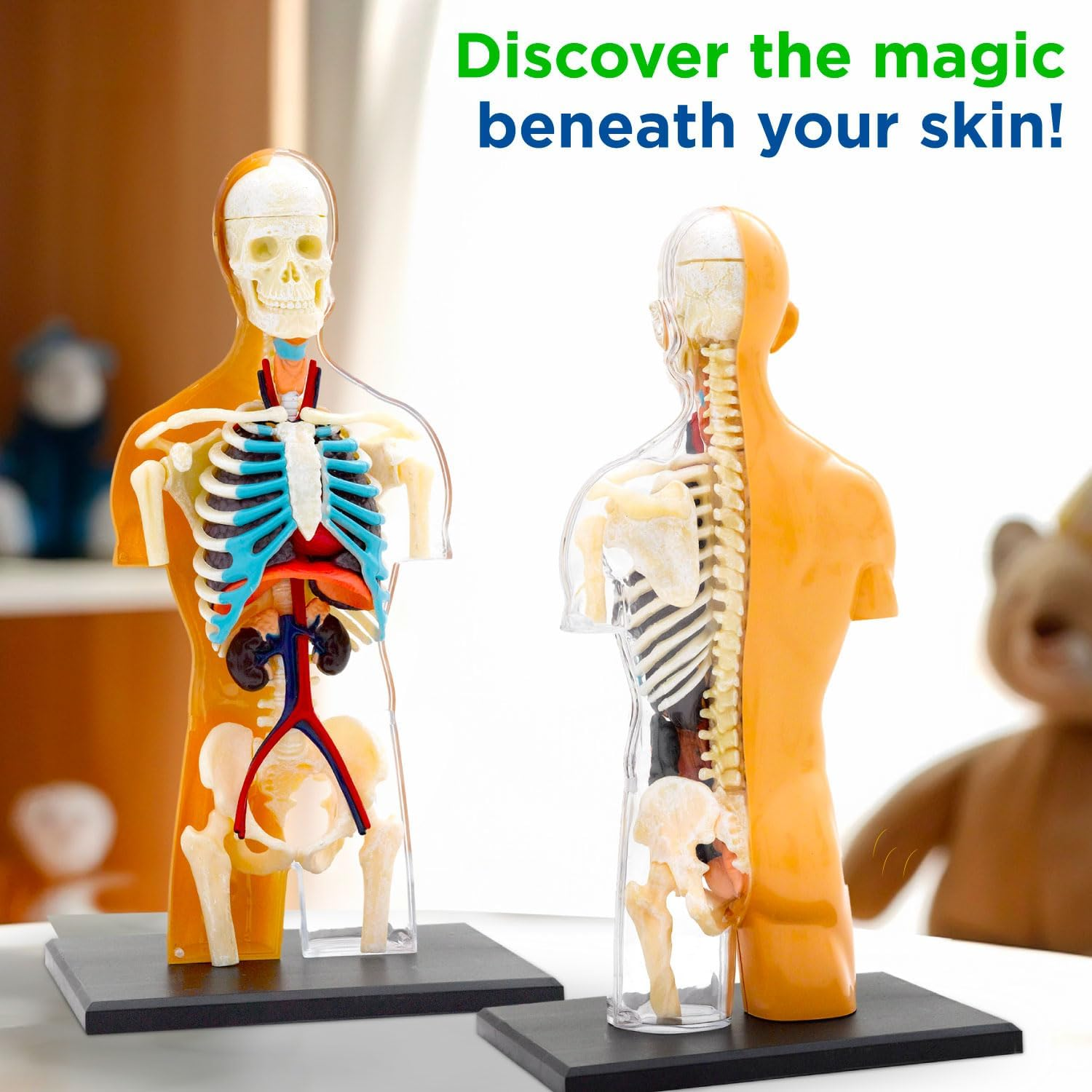 Thames & Kosmos 260830 Anatomy Model, 37 Parts with Stand and Guide Book, Build Your Own Human Body, Nature Discovery Range, Ages 8 to Adult, Multi image number 3