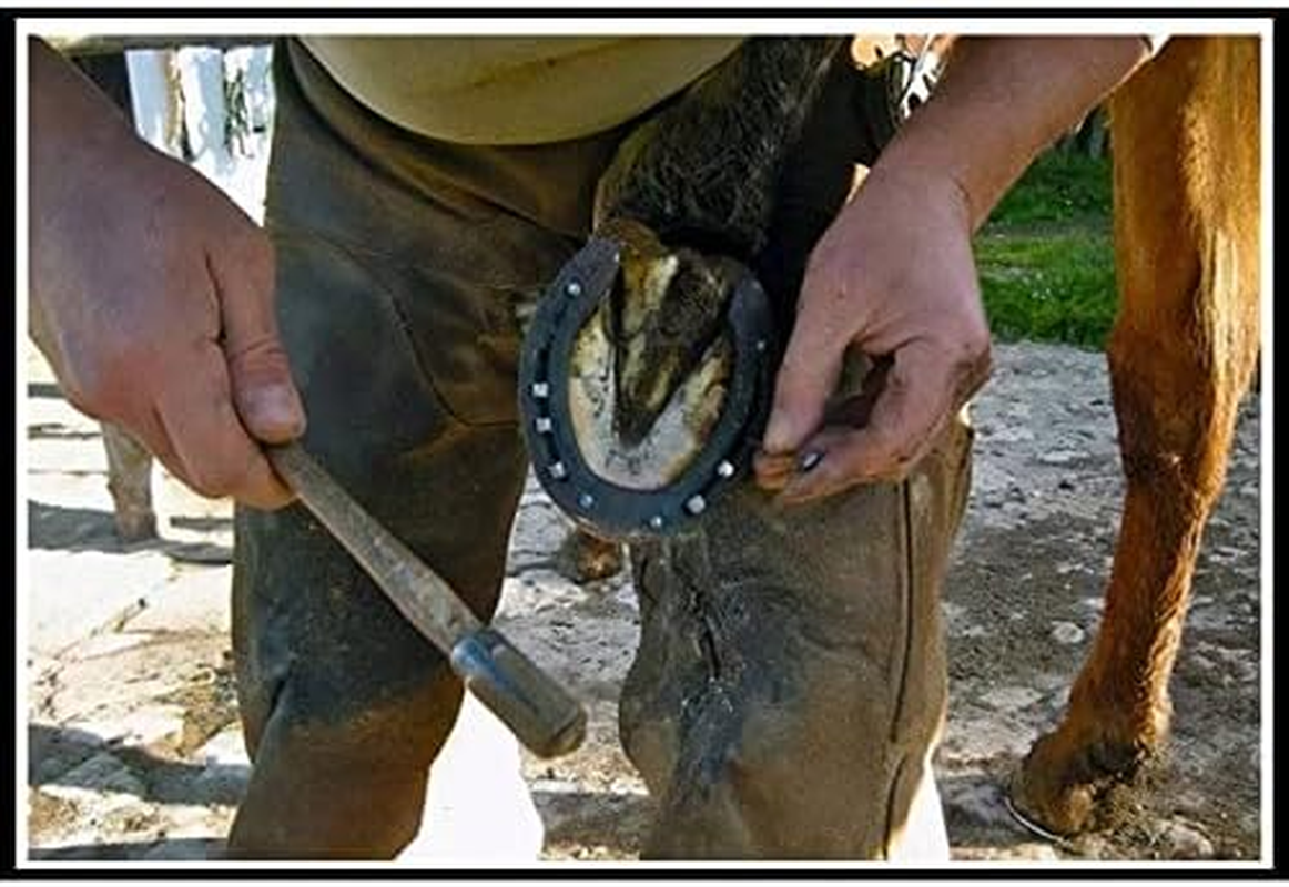 Aifeier ET Stainless Steel Horseshoe Nails Horse Hoof Nails Fix Lead and Glass Stop Blocks for Horse Racing Training Riding Equestrian Sporting, 20X1.77 Inch & 20X2 Inch image number 3